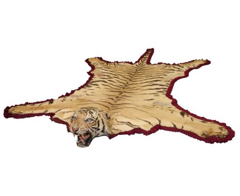 Fine Van Ingen tiger skin with full head mount, numbered to underside of head and tail '305', nose to tail 300cm, paw to paw 