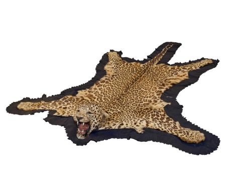 Good early 20th century P. Spicer & Sons Leopard skin rug, named to underside of backing, 238cm nose to tail, 156cm paw to pa
