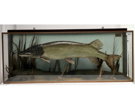 Glazed case containing a Pike, in naturalistic setting with plaque 'Caught by M. T. Porter, Passingford Mill, River Roding, 1