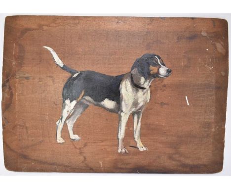 Imogen Muntz, early 20th century, oil on panel - Portrait of a Hound, unframed, 25cm x 35.5cm 