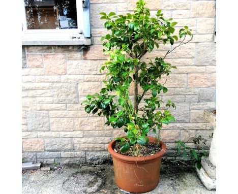 large terracotta planter with camellia bush - planter 37cm high - total hight with tree 160cm