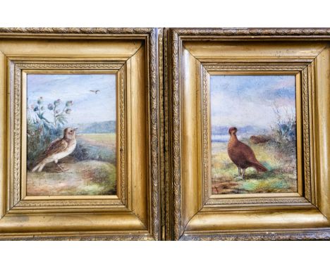 Two oil paintings depicting British songbirds, signed 'K Ive', in giltwood frames. 32cm x 28cm each 