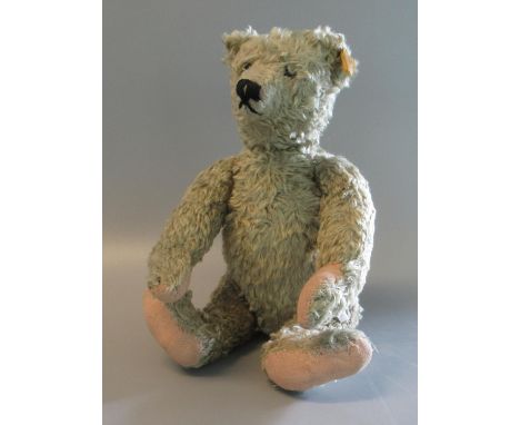 20th century Steiff mohair teddy bear with glass eyes, stitched nose and movable limbs. Appearing with gold button and origin