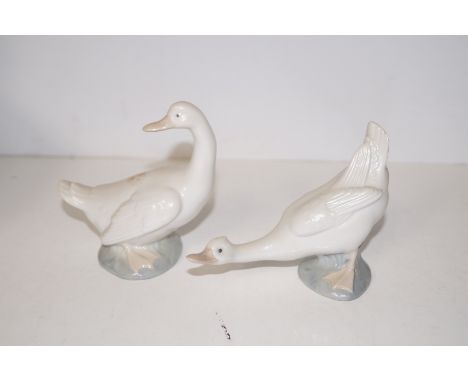 Two Nao swans
