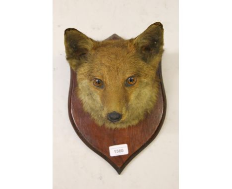 Late / early 20th Century preserved and mounted fox head wall trophy with a stained pine shield shaped bracket, 12ins high ov