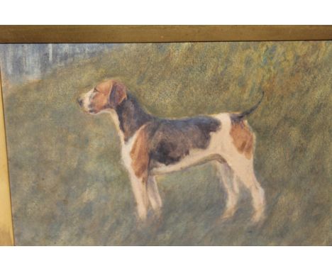 Late 19th Century watercolour, portrait of a beagle, 6ins x 9ins 