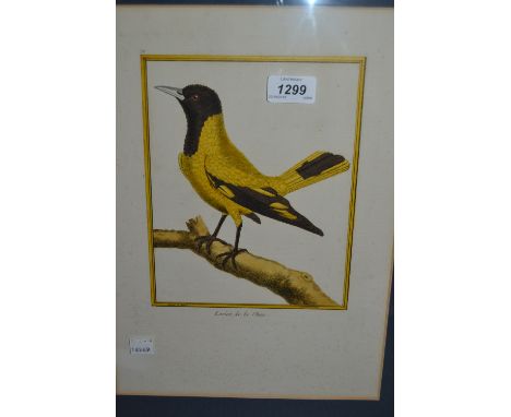 Pair of gilt framed French hand coloured engravings of birds and a 20th Century oil on canvas, coastal scene, signed R. Cochr