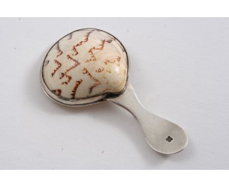 A GEORGE III CADDY SPOON with a mounted, natural shell bowl, maker's mark only, by T. Phipps & E. Robinson, Lodnon c.1795;  3