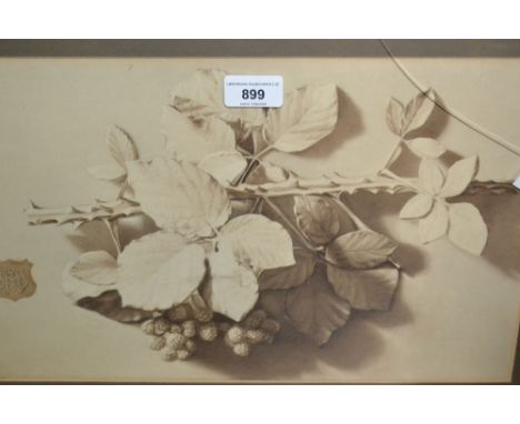 Monochrome watercolour, study of blackberries, bearing monogram in a shield and ESK stamp, gilt framed, 10ins x 15ins and two