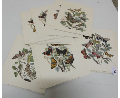 Group of Butterfly Prints by the “Antique Print Gallery, London”