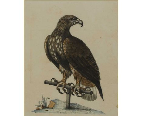 Miss M R Rees, 19th century, after George EdwardsPainted finch;Black and spotted heathcock grouse;White-tailed eagle;Hummingb