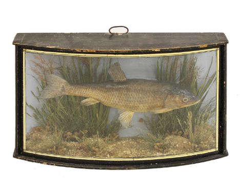 Taxidermy: a Cooper dace (Leuciscus leuciscus)preserved and mounted in a naturalistic setting of sandy base and reeds, in a b