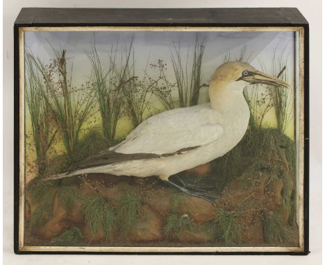 Taxidermy: a cased Northern gannet (Sula bassana)full mount, by Lewis Hutton, in a naturalistic settling on a bank with long 