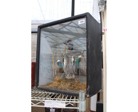 A VINTAGE WOODEN CASED TAXIDERMY DUCK 
