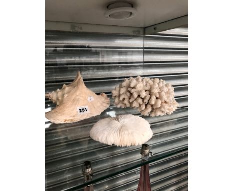 A CONCH SHELL AND TWO CORAL SPECIMENS