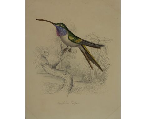 A folio of 19th Century watercolours to include botanical studies, ornithological studies, marine scenes, butterflies etc. CO