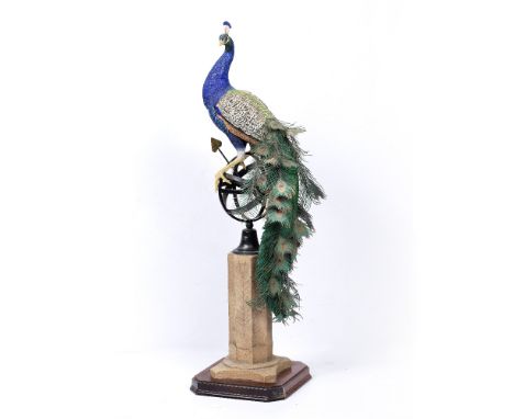 A CONTEMPORARY PAINTED CAST RESIN AND METAL WORK SCULPTURE depicting a peacock seated on an armillary sundial, all on a mahog