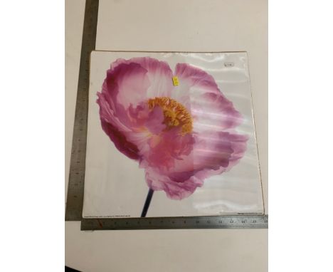 Pink Poppy print - Ian Winstanley 2005 