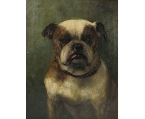 English school oil on canvas, Joe, portrait of an English bulldog, signed E Magu... 1913, 20.5ins x 16ins