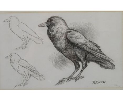 Charles Tunnicliffe, pencil/crayon sketch on paper, of a raven, signed with initials and dated '27, 9.5ins x 15ins, in a mode