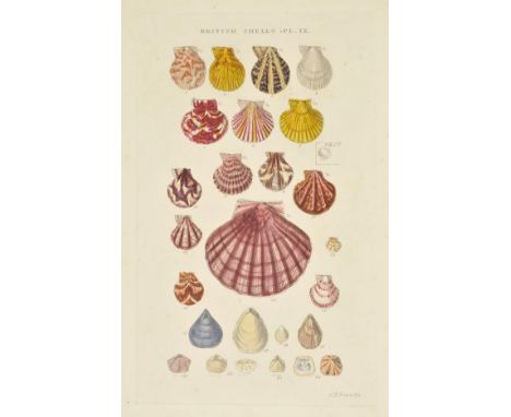 Sowerby (George Brettingham). Illustrated Index of British Shells. Containing figures of all the recent species, with names a