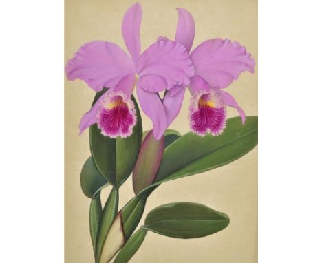 *Botanical watercolour. A collection of eleven watercolours, circa 1900, watercolours of orchids, ferns, amarylli and agapant