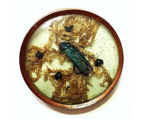 1 Large size 18th century Habitat button with a real bug!18th century habitat buttons typically have fauna and often insect e