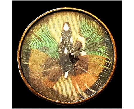 1 Large size 18th century feathers under glass.Here is a colorful habitat style button dating to the 18th century, The multip