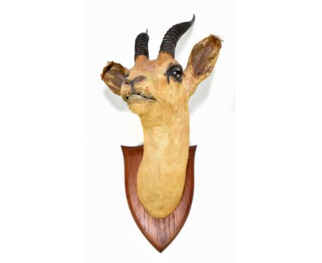 PETER SPICER &amp; SONS OF LEAMINGTON; a taxidermy mount of a buck, on shield plinth, stamped, height approx. 48cm.Additional
