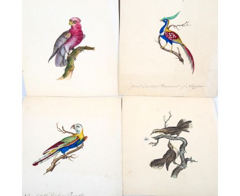 4 x 19th century watercolours, detailed studies of exotic birds, including New South Wales parrot and great crested pheasant 