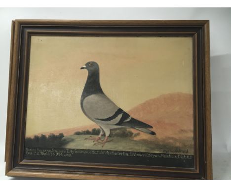 A framed oil painting portrait of a successful racing pigeon Lilly raced by Hopper &amp; Drapers. Signed E H Windred a blue b