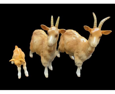 Beswick Figures of a Family of Goats comprising Kid Goat Figure no 1036 and two adult goats no 1035. Hand painted in light br