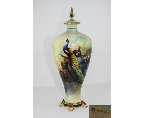Royal Worcester Fine Hand Painted and Signed Ovoid Shaped Lidded Vase ' Peacock and Peahen In a Woodland Setting ' Signed C. 