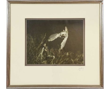 Eric Hosking OBE Hon. FRPS FBIPP (1909-1991). Set of original photographs, c.1935-55. 10 large gelatin silver prints of songb