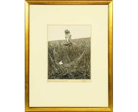 Eric Hosking OBE Hon. FRPS FBIPP (1909-1991). Set of original photographs, c.1935-55. 5 large gelatin silver prints of birds 