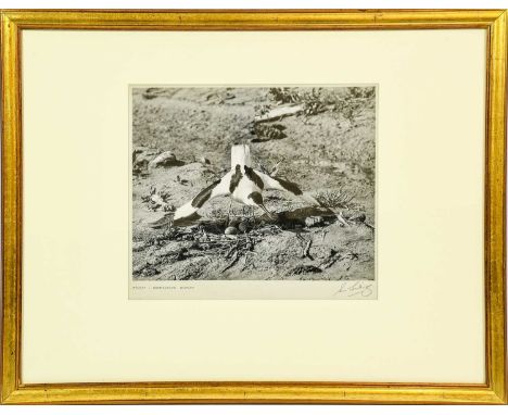 Eric Hosking OBE Hon. FRPS FBIPP (1909-1991). Set of original photographs, c.1935-55. 8 large gelatin silver prints of waders