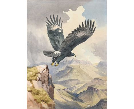 John Cyril Harrison (1898-1985). A Verreaux Eagle (Drackensberg) taking flight. Signed, pencil and watercolour, 77.5 x 56.5 c