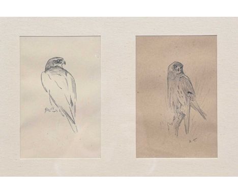 Archibald Thorburn FZS (1860-1935). Sketch of a falcon, initialled, pencil, together with another sketch of a falcon by the s
