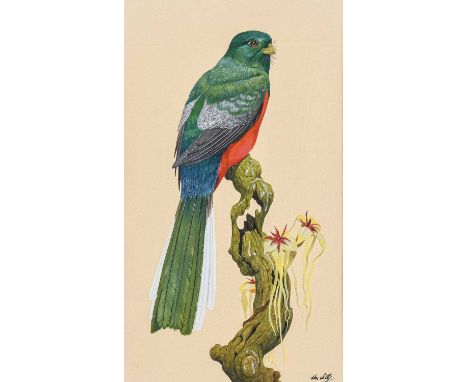 Kenneth Norman Lilly (1929-1996). "Olive-backed three-toed woodpecker" [and] "Narina Trogon". Each signed and inscribed, penc