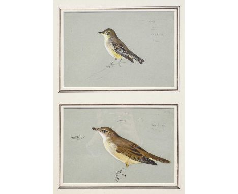 Archibald Thorburn FZS (1860-1935). Study of Melodious Warbler [and] Great Reed Warbler, each with pencil annotations, pencil