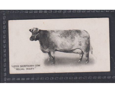 Cigarette card, Taddy, Famous Horses & Cattle, type card, no 20, Scotch Shorthorn Cow 'Regal Mary' (gd) (1)