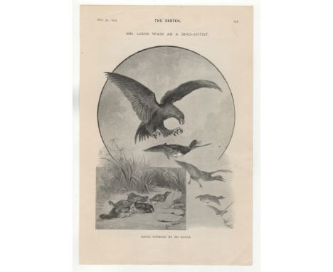 Louis Wain 1904-Mr Louis Wayne as a Bird-Artist-full page with ducks and a single eagle-scare- work by the artist-black and w