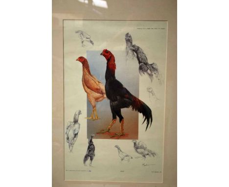 After B. Poppelman (Dutch), Shamo, a coloured print of a pair of Game Birds, 35.5cm by 57.5cm and a limited edition print aft