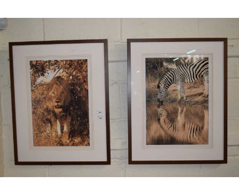 A pair of photographic prints, lion and zebra, framed and glazed