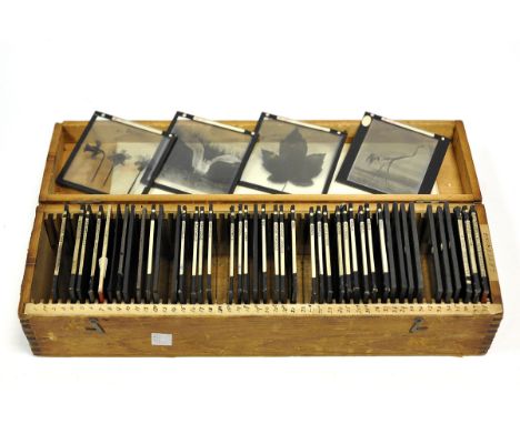 Various Lantern Slides: a box containing mostly birds and plants 