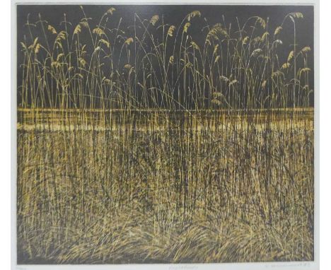 Phil Greenwood (b.1943) - Night Reeds, etching and aquatint on wove paper, signed, titled, dated '73 and numbered '35/75' in 