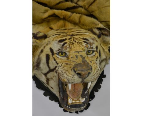 Taxidermy, a large early 20th Century tiger skin rug with head mounted to a green canvas / felt backing and bearing a faded l