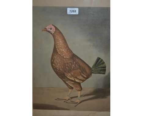 19th Century lithograph, study of a streaky breasted red dunn (a/f)