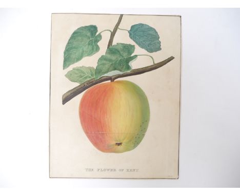 An item of scarce 19th Century Royalty ephemera, 'The Flower of Kent. No.3', printed and hand coloured card depicting an appl