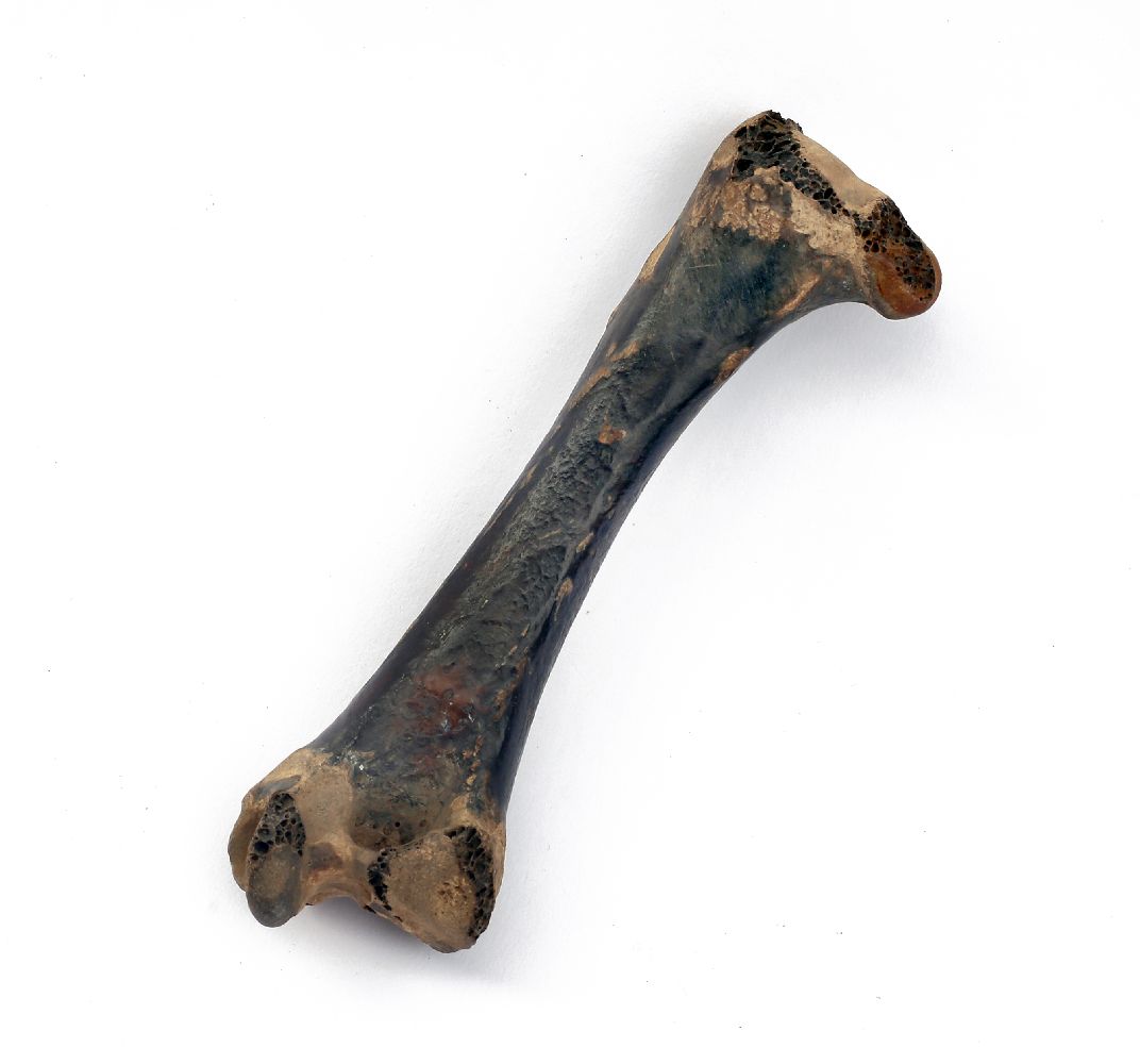 Dodo femur bone,Mauritius, before 1690,14.5cm longThis lot ...